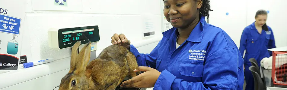 animal nurse looking at rabbit